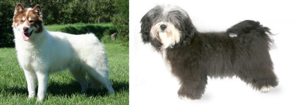 Havanese vs Canadian Eskimo Dog - Breed Comparison