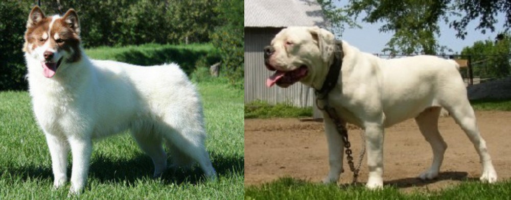 Hermes Bulldogge vs Canadian Eskimo Dog - Breed Comparison