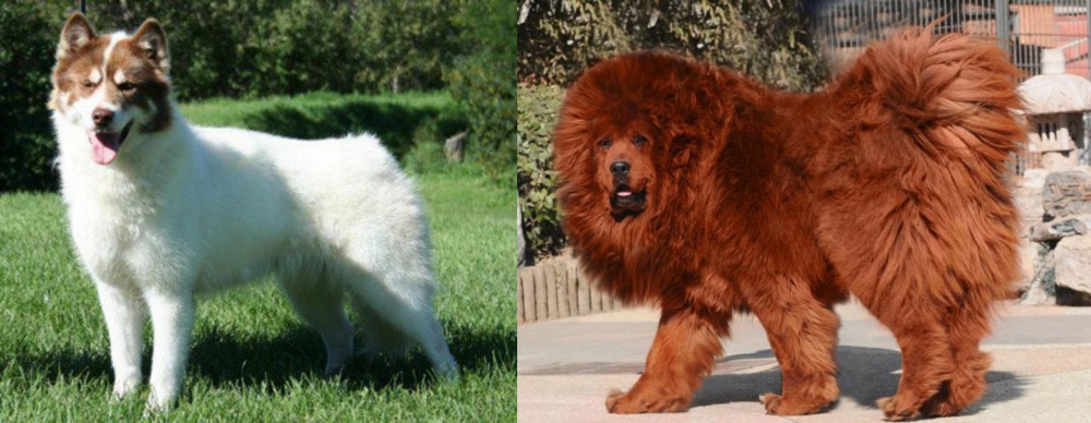 Himalayan Mastiff vs Canadian Eskimo Dog - Breed Comparison