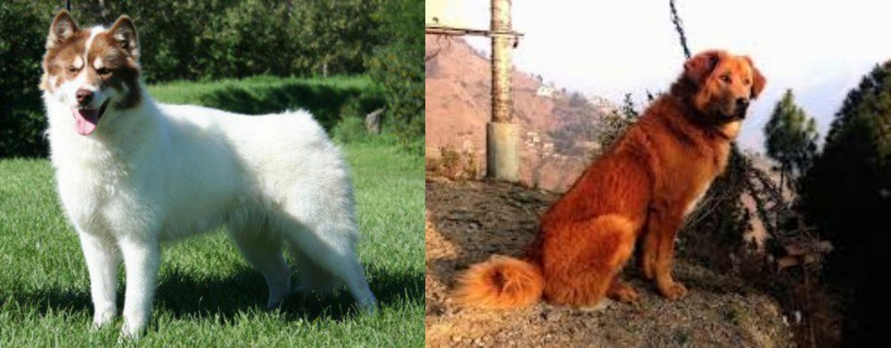 Himalayan Sheepdog vs Canadian Eskimo Dog - Breed Comparison