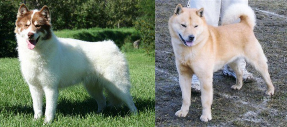 Hokkaido vs Canadian Eskimo Dog - Breed Comparison