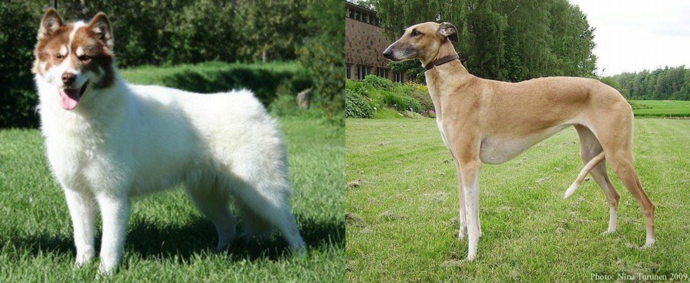 Hortaya Borzaya vs Canadian Eskimo Dog - Breed Comparison