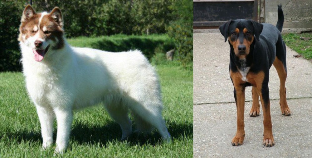 Hungarian Hound vs Canadian Eskimo Dog - Breed Comparison