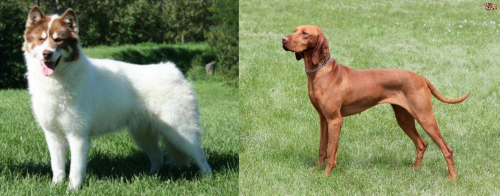 Hungarian Vizsla vs Canadian Eskimo Dog - Breed Comparison