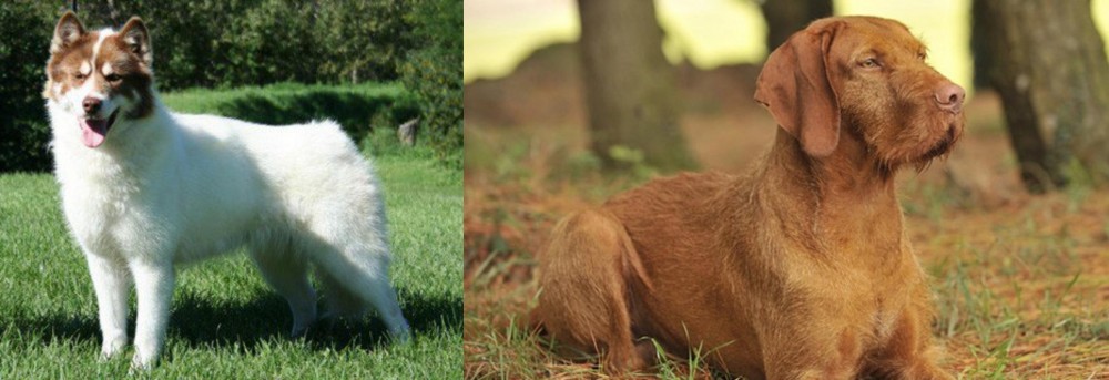 Hungarian Wirehaired Vizsla vs Canadian Eskimo Dog - Breed Comparison