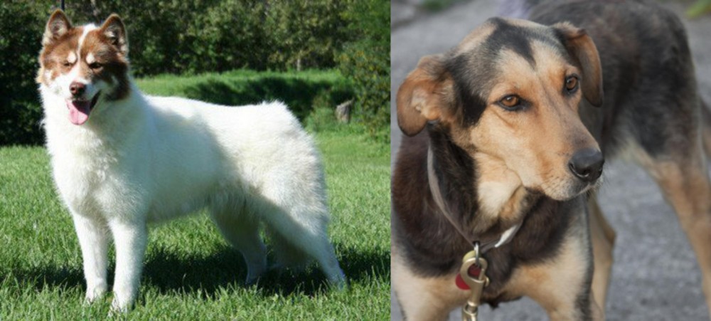 Huntaway vs Canadian Eskimo Dog - Breed Comparison
