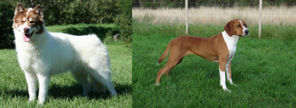 Hygenhund vs Canadian Eskimo Dog - Breed Comparison