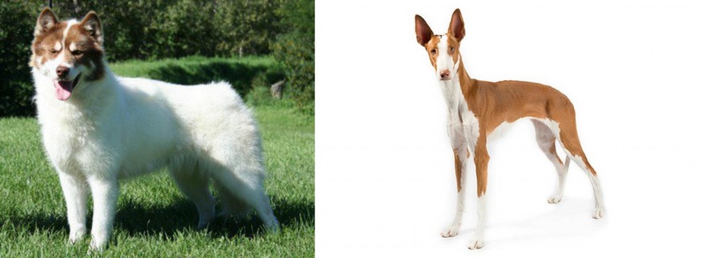Ibizan Hound vs Canadian Eskimo Dog - Breed Comparison