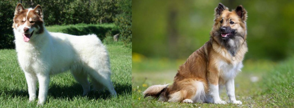 Icelandic Sheepdog vs Canadian Eskimo Dog - Breed Comparison