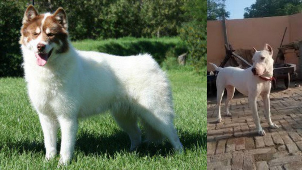 Indian Bull Terrier vs Canadian Eskimo Dog - Breed Comparison