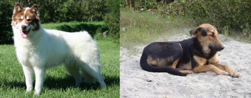 Indian Pariah Dog vs Canadian Eskimo Dog - Breed Comparison