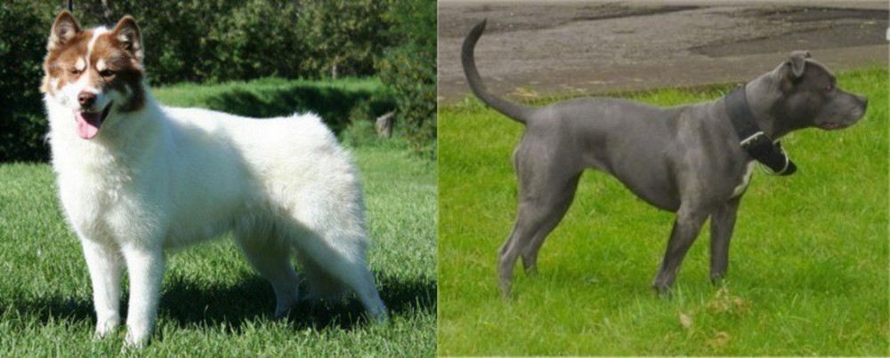 Irish Bull Terrier vs Canadian Eskimo Dog - Breed Comparison