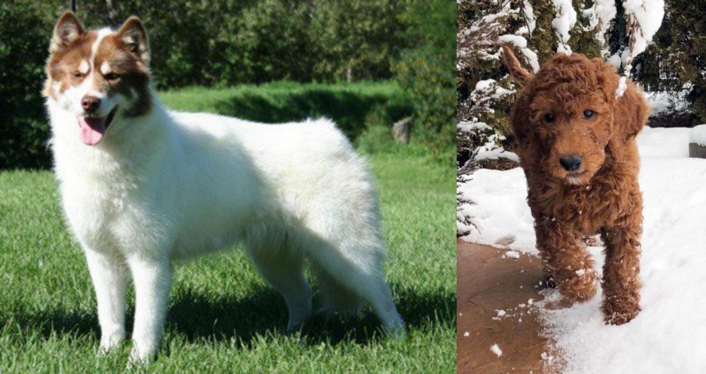 Irish Doodles vs Canadian Eskimo Dog - Breed Comparison