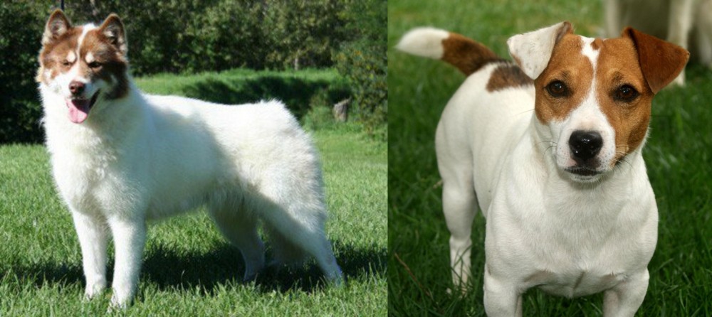Irish Jack Russell vs Canadian Eskimo Dog - Breed Comparison