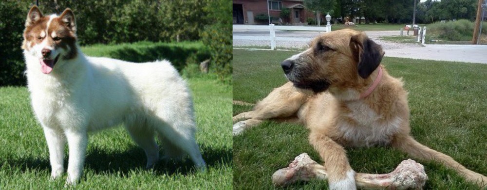 Irish Mastiff Hound vs Canadian Eskimo Dog - Breed Comparison