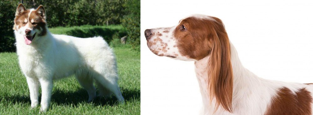 Irish Red and White Setter vs Canadian Eskimo Dog - Breed Comparison