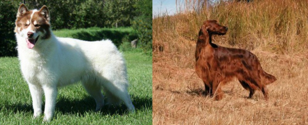 Irish Setter vs Canadian Eskimo Dog - Breed Comparison