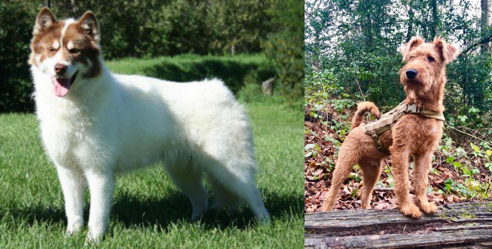 Irish Terrier vs Canadian Eskimo Dog - Breed Comparison