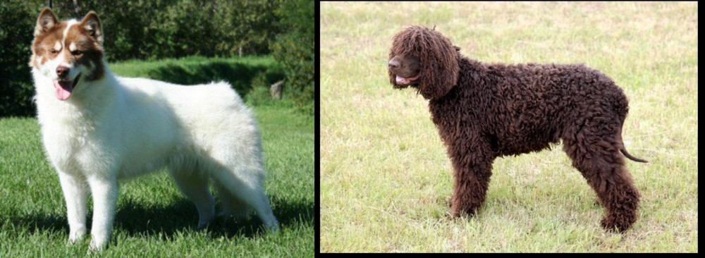 Irish Water Spaniel vs Canadian Eskimo Dog - Breed Comparison