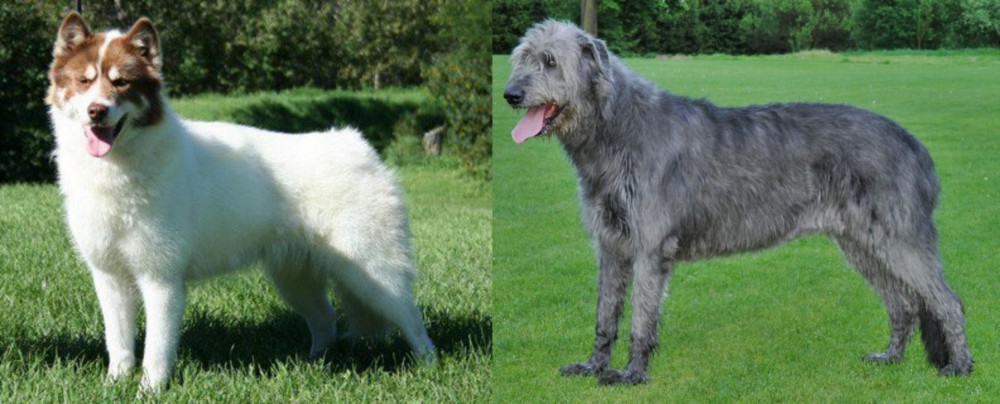 Irish Wolfhound vs Canadian Eskimo Dog - Breed Comparison