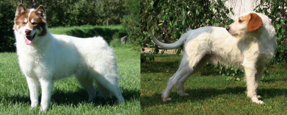 Istarski Ostrodlaki Gonic vs Canadian Eskimo Dog - Breed Comparison