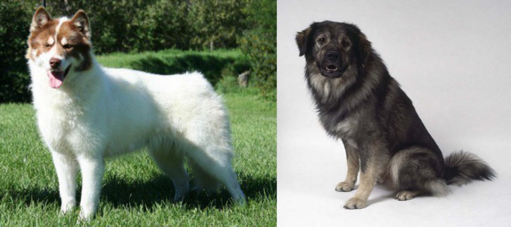 Istrian Sheepdog vs Canadian Eskimo Dog - Breed Comparison