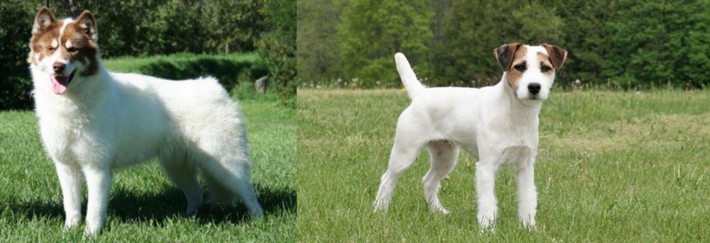 Jack Russell Terrier vs Canadian Eskimo Dog - Breed Comparison