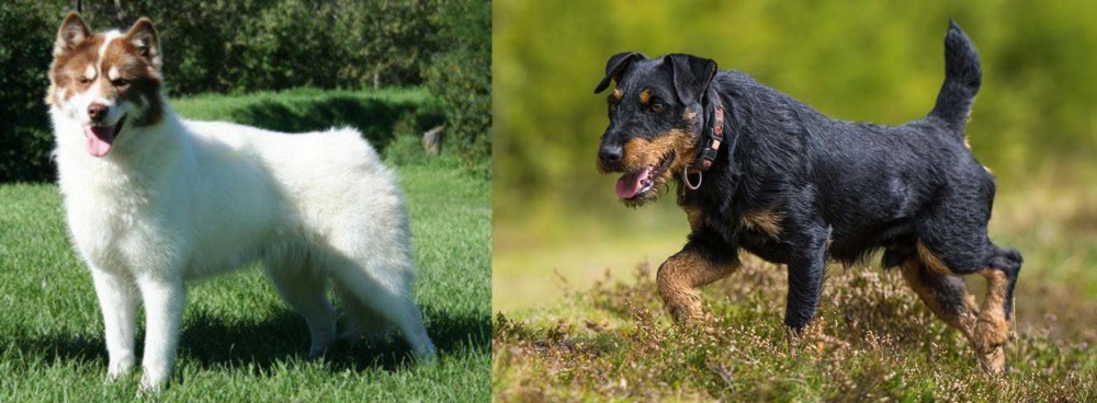 Jagdterrier vs Canadian Eskimo Dog - Breed Comparison
