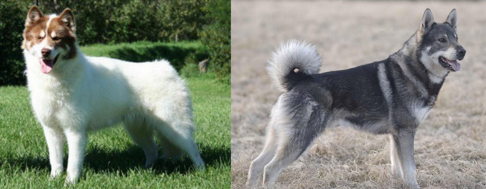 Jamthund vs Canadian Eskimo Dog - Breed Comparison