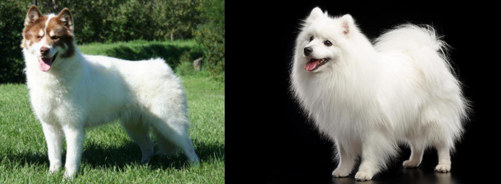 Japanese Spitz vs Canadian Eskimo Dog - Breed Comparison