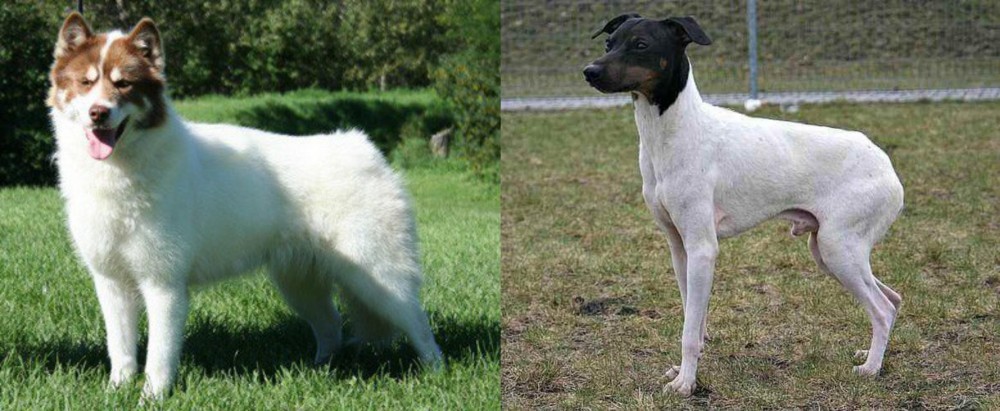 Japanese Terrier vs Canadian Eskimo Dog - Breed Comparison