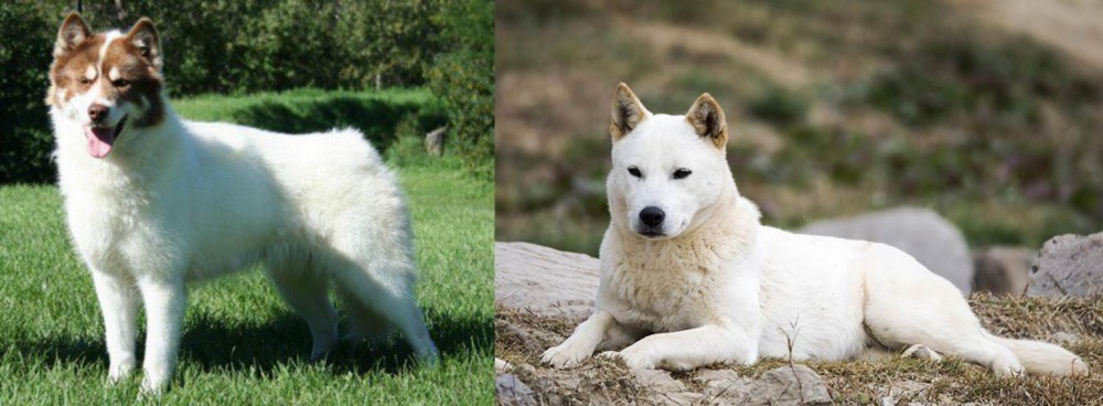 Jindo vs Canadian Eskimo Dog - Breed Comparison
