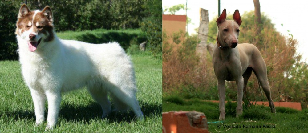 Jonangi vs Canadian Eskimo Dog - Breed Comparison