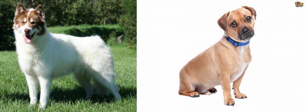 Jug vs Canadian Eskimo Dog - Breed Comparison