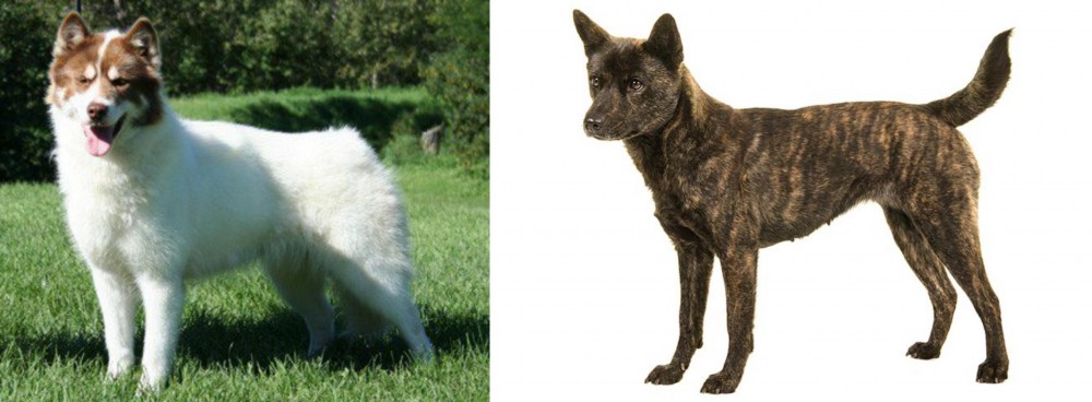Kai Ken vs Canadian Eskimo Dog - Breed Comparison