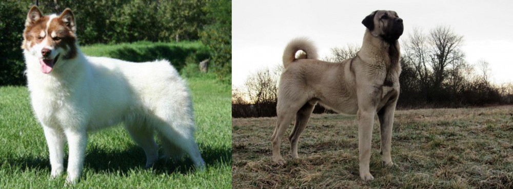 Kangal Dog vs Canadian Eskimo Dog - Breed Comparison
