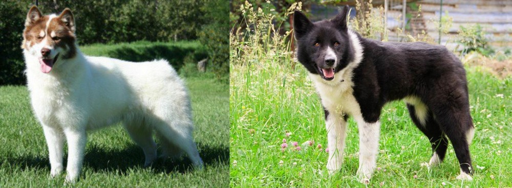 Karelian Bear Dog vs Canadian Eskimo Dog - Breed Comparison