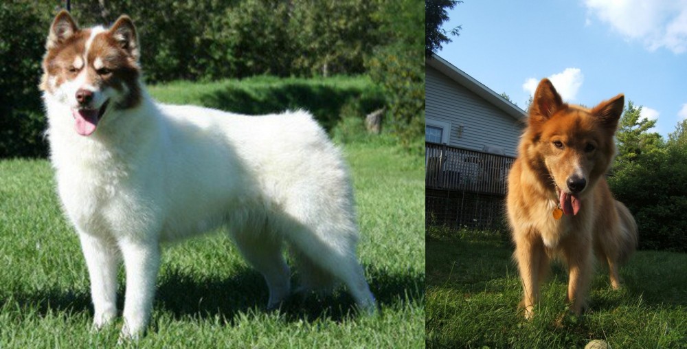 Karelo-Finnish Laika vs Canadian Eskimo Dog - Breed Comparison