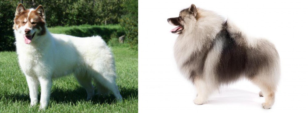 Keeshond vs Canadian Eskimo Dog - Breed Comparison