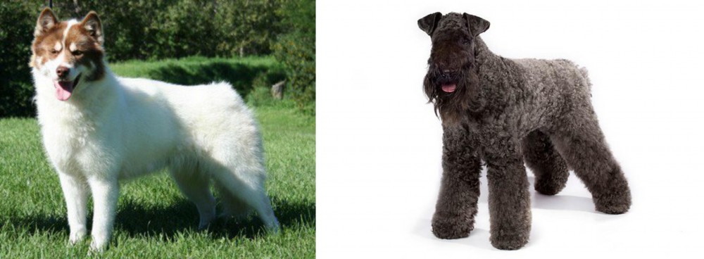 Kerry Blue Terrier vs Canadian Eskimo Dog - Breed Comparison