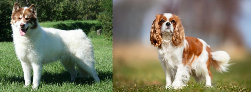 King Charles Spaniel vs Canadian Eskimo Dog - Breed Comparison