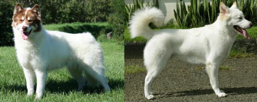 Kintamani vs Canadian Eskimo Dog - Breed Comparison