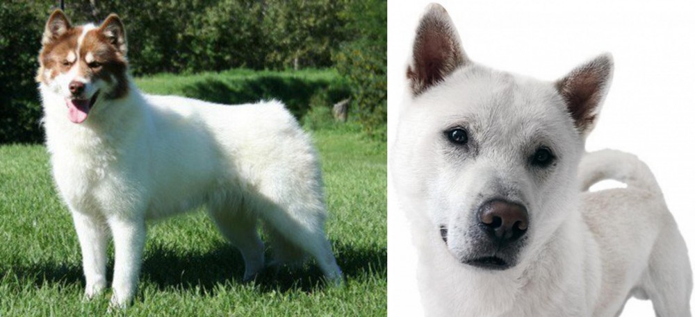 Kishu vs Canadian Eskimo Dog - Breed Comparison