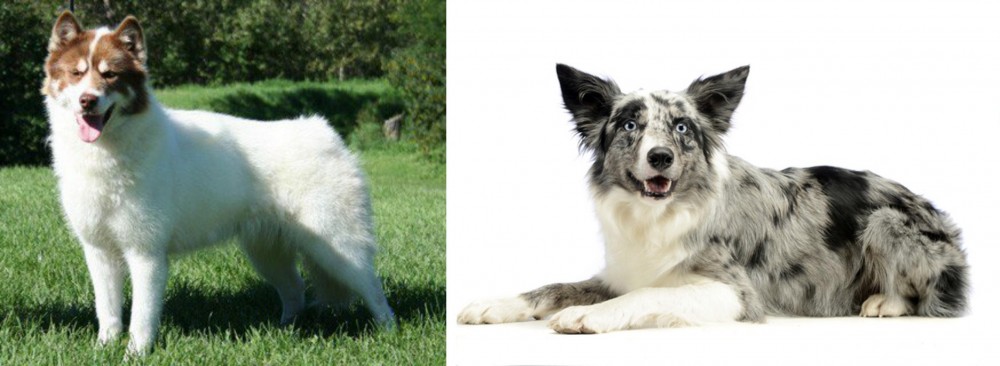 Koolie vs Canadian Eskimo Dog - Breed Comparison