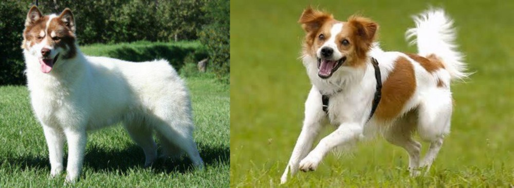 Kromfohrlander vs Canadian Eskimo Dog - Breed Comparison