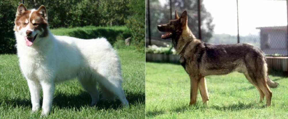Kunming Dog vs Canadian Eskimo Dog - Breed Comparison