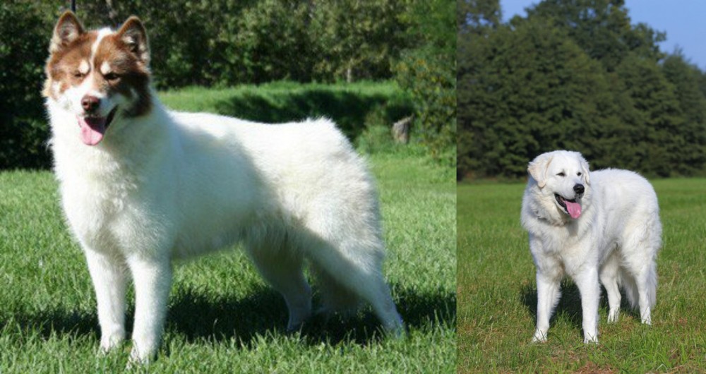 Kuvasz vs Canadian Eskimo Dog - Breed Comparison