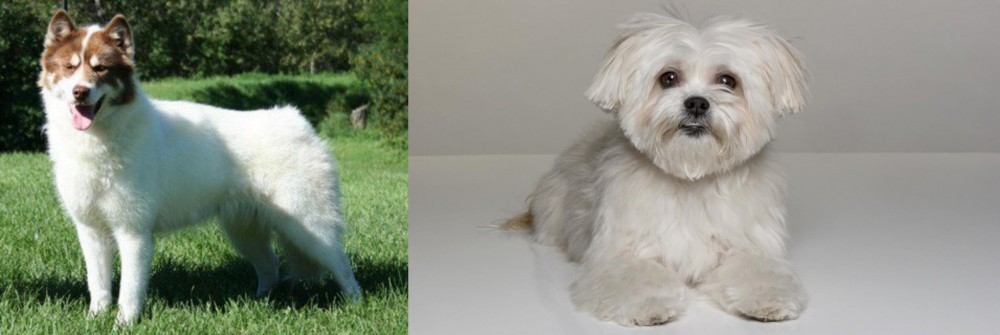 Kyi-Leo vs Canadian Eskimo Dog - Breed Comparison