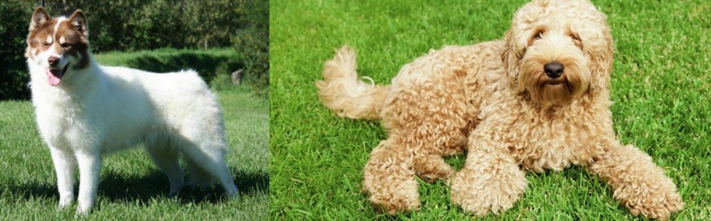 Labradoodle vs Canadian Eskimo Dog - Breed Comparison