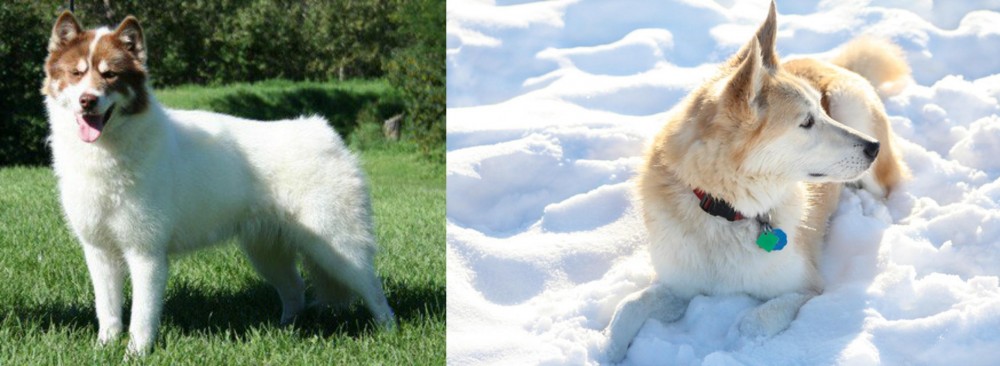 Labrador Husky vs Canadian Eskimo Dog - Breed Comparison